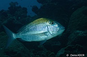 Calamus bajonado Daubenet trembleur-Bonaire Buddy reef-36m-20180219-Denis-ADER-DSC_6908_tn
